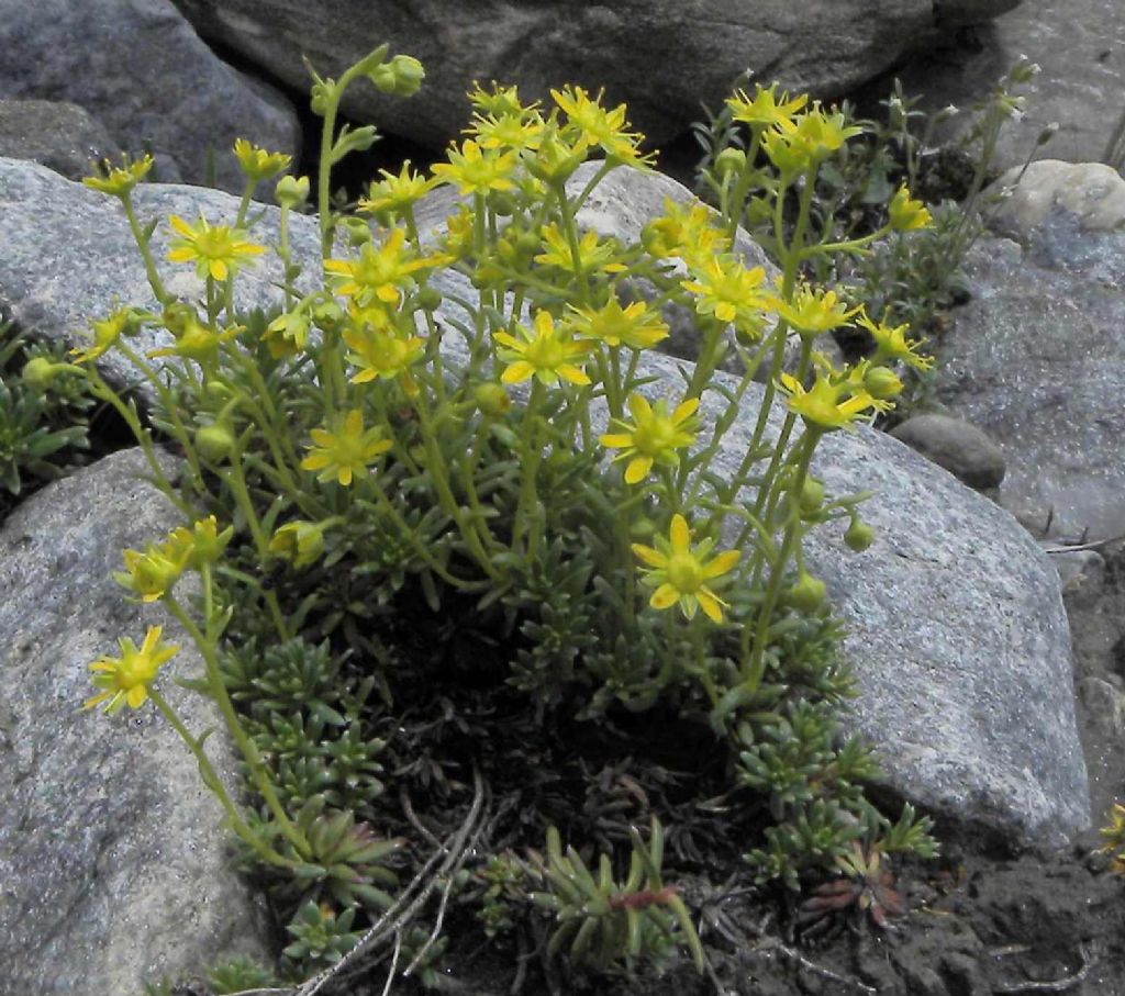 Saxifragaceae: Saxifraga aizoides